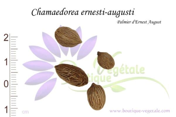 Graines de Chamaedorea ernesti-augusti, Semences de Chamaedorea ernesti-augusti ou Palmier d'Ernest-August