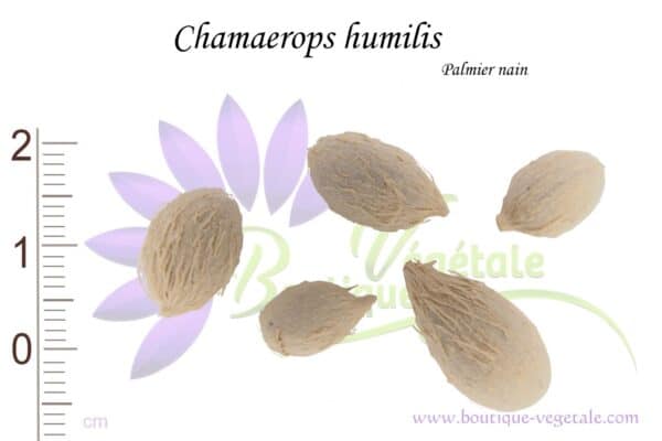 Graines de Chamaerops humilis - Semences de Chamaerops humilis ou Palmier nain