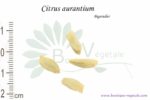 Graines de Citrus aurantium, Citrus aurantium seeds