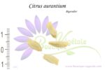 Graines de Citrus aurantium, Graines de Bigaradier, Semences de Citrus aurantium