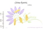 Graines de Citrus hystrix, Graines de Combava, Semences de Citrus hystrix