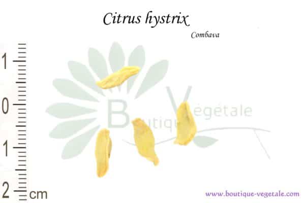 Graines de Citrus hystrix, Citrus hystrix seeds