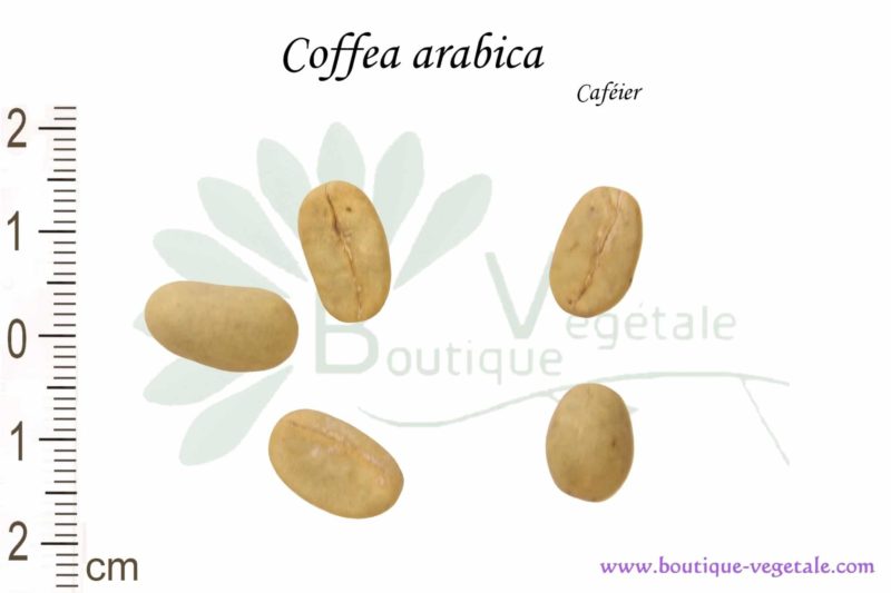 Café Graines de caféier arabique à planter (Coffea arabica)