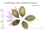 Graines de Cucurbita pepo convar. citrullia var. Styriaca, Semences de Cucurbita pepo convar. citrullia var. Styriaca ou Courge de Styrie
