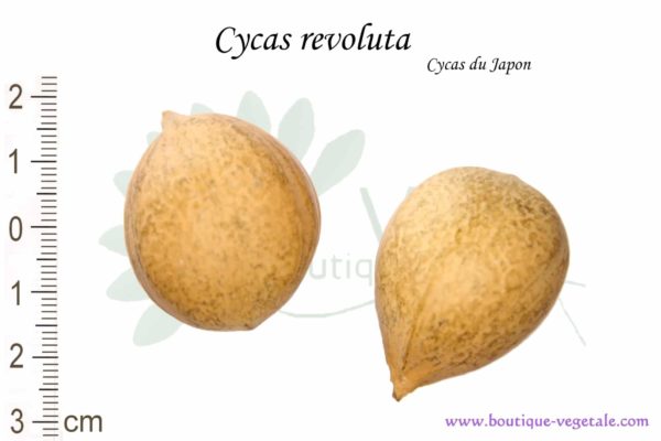 Graines de Cycas revoluta, Cycas revoluta seeds