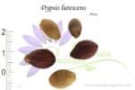 Graines de Dypsis lutescens, Semences de Dypsis lutenscens ou Areca
