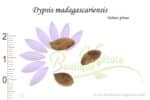 Graines de Dypsis madagascariensis, Dypsis madagascariensis seeds
