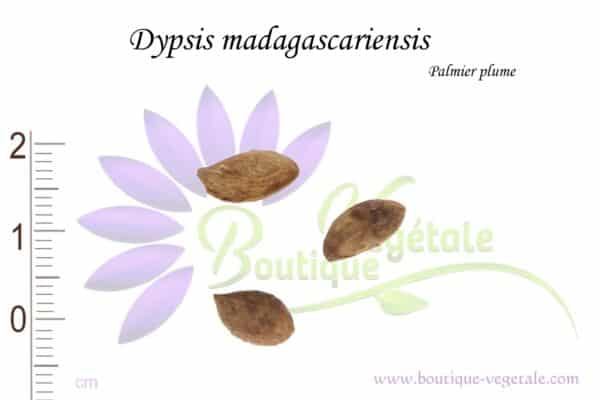 Graines de Dypsis madagascariensis, Dypsis madagascariensis seeds