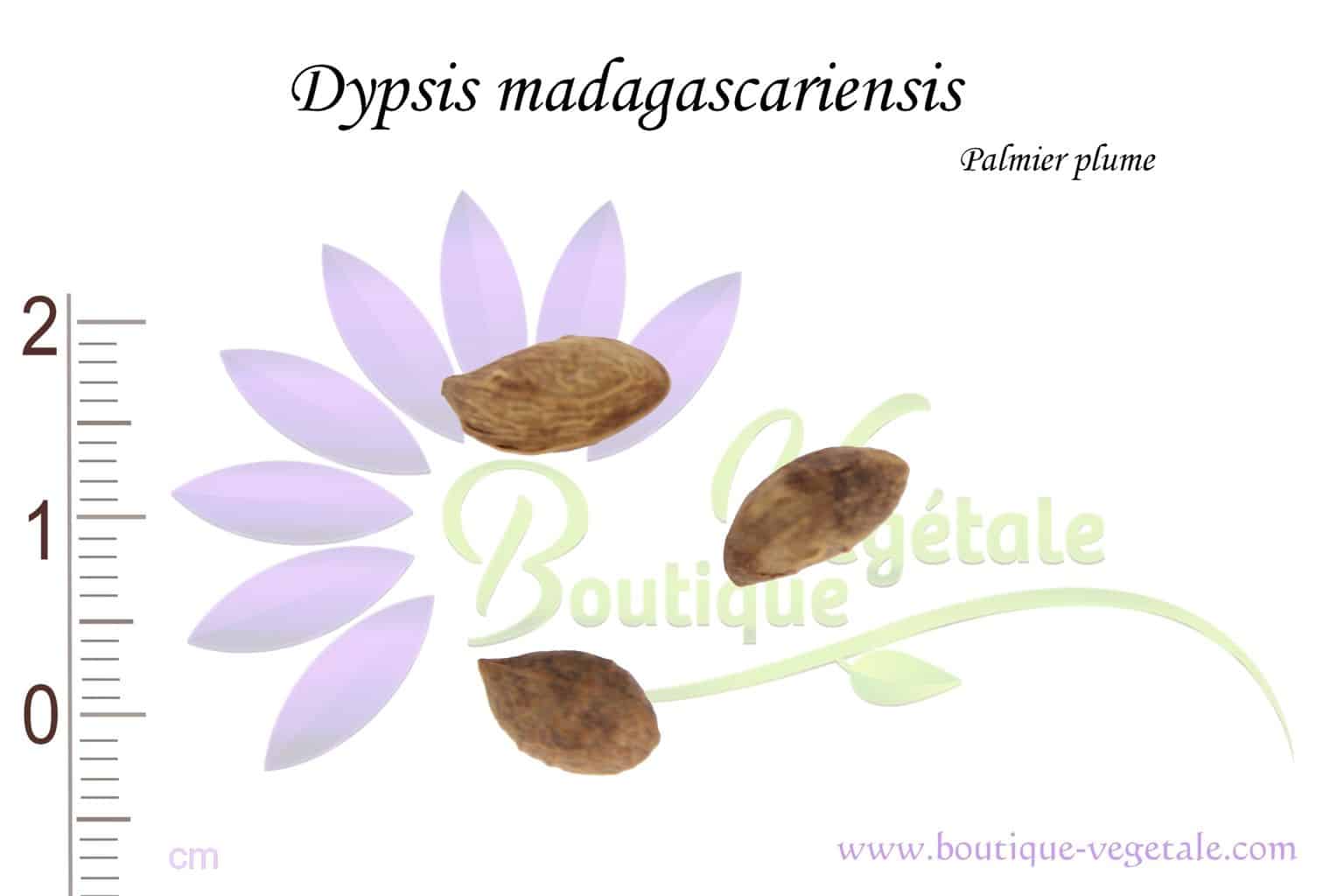 Graines de Dypsis madagascariensis, Semences de Dypsis madagascariensis ou Palmier plume