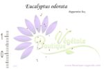 Graines d'Eucalyptus odorata, Graines de Peppermint box, Semences d'Eucalyptus odorata