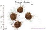 Graines d'Euterpe oleracea, Euterpe oleracea seeds