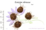 Graines d'Euterpe oleracea, Graines d'Açaï, Semences d'Euterpe oleracea