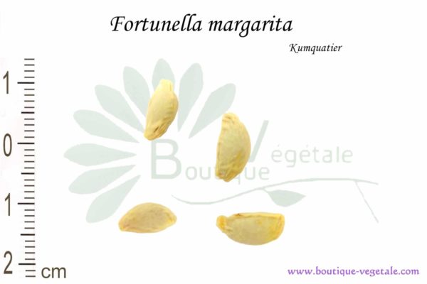 Graines de Fortunella margarita, Fortunella margarita seeds