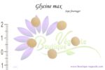 Graines de Glycine max, Graines de Soja fourrager, Semences de Glycine max