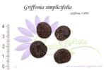Graines de Griffonia simplicifolia, Griffonia simplicifolia seeds