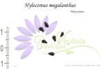 Graines de Hylocereus megalanthus, Graines de Pitaya jaune, Semences de Hylocereus megalanthus