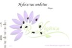 Graines de Hylocereus undatus ou Pitaya, semences de Hylocereus undatus