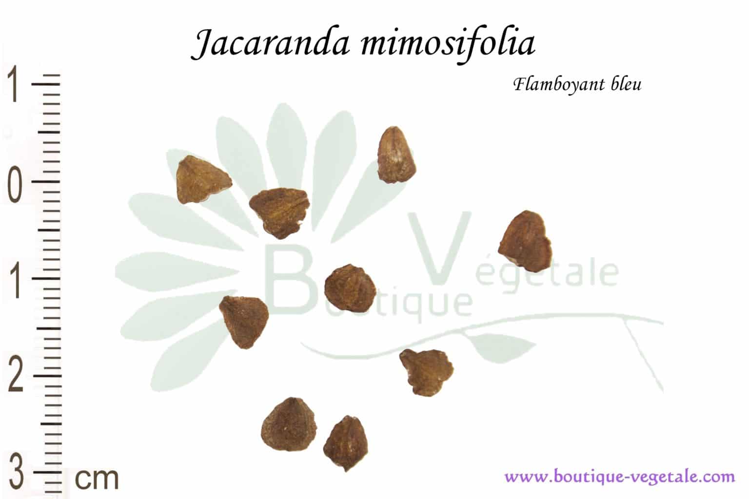 30 Graines De Jacaranda Mimosifolia - Arbre à Fleurs Violettes Spectaculaires - Pousse Rapide Et Facile