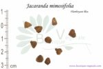 Graines de Jacaranda mimosifolia, Jacaranda mimosifolia seeds