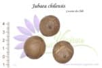 Graines de Jubaea chilensis, semences de Jubaea chilensis ou Cocotier du Chili