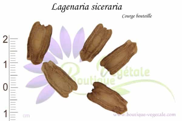 Graines de Lagenaria siceraria, Semences de Lagenaria siceraria ou Courge bouteille