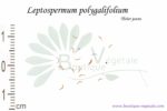 Graines de Leptospermum polygalifolium, Leptospermum polygalifolium seeds