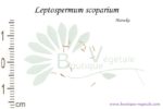 Graines de Leptospermum scoparium, Leptospermum scoparium seeds