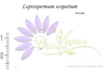 Graines de Leptospermum scoparium, Graines de Manuka, Semences de Leptospermum scoparium