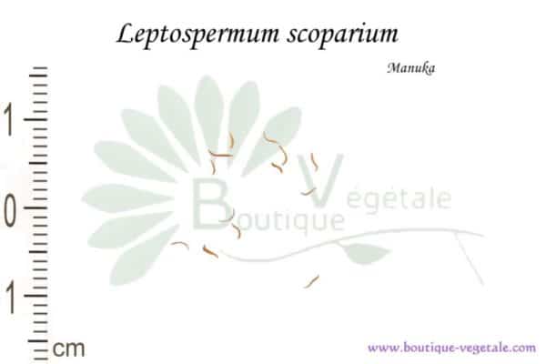 Graines de Leptospermum scoparium, Leptospermum scoparium seeds