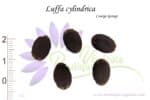 Graines de Luffa cylindrica, Semences de Courge éponge