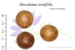 Noix de Macadamia ternifolia ou Noix de Macadamia