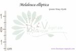 Graines de Melaleuca elliptica, Melaleuca elliptica seeds