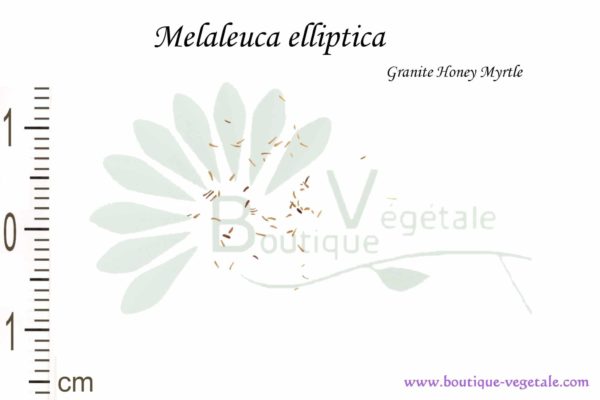Graines de Melaleuca elliptica, Melaleuca elliptica seeds