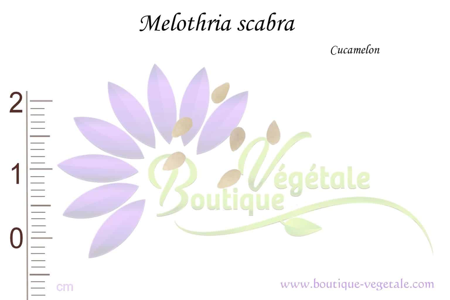 Graines de vigne de cucamelon, melon de souris, petits concombres,  Melothria scabra ME0110 -  France