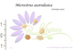 Graines de Microcitrus australasica, Graines de Citron caviar, Semences de Microcitrus australasica