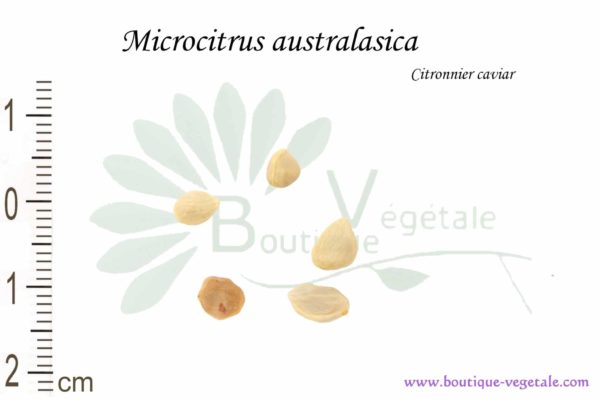 Graines de Microcitrus australasica, Microcitrus australasica seeds