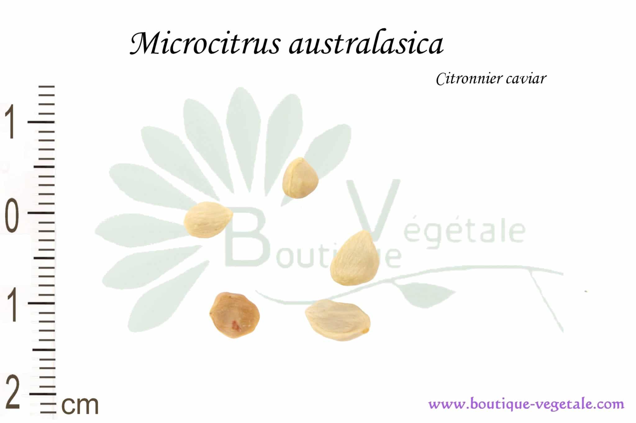 Pépins de GROS CITRON CAVIAR Microcitrus Australasica TRES RARE ! 10 Graines 