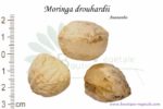 Graines de Moringa drouhardii, Moringa drouhardii seeds