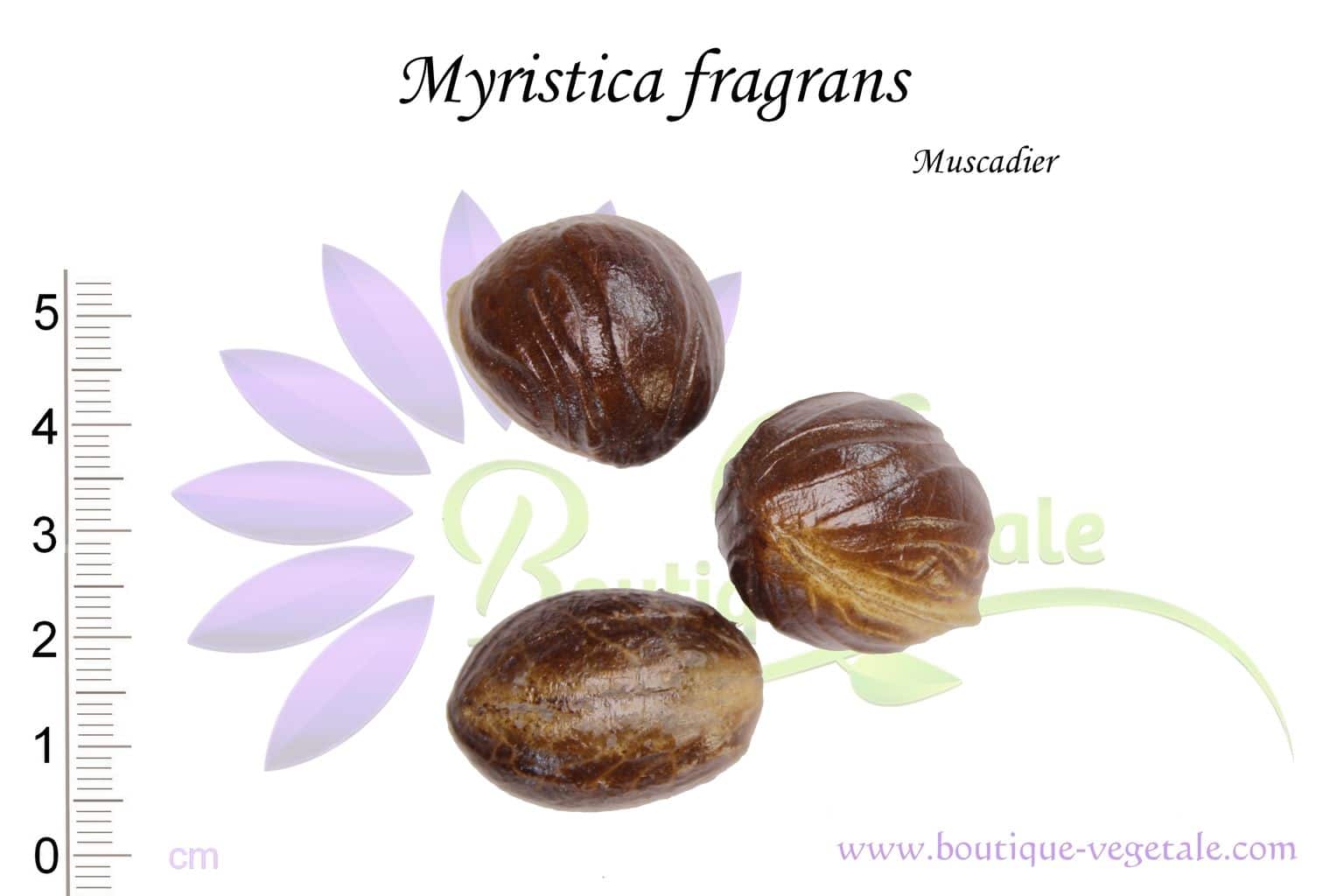 Noix de Myristica fragrans ou Noix de Muscadier