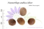 Graines de Nannorrhops arabica cv. Silver, Semences de Nannorrhops arabica cv. Silver ou Palmier Mazari argenté