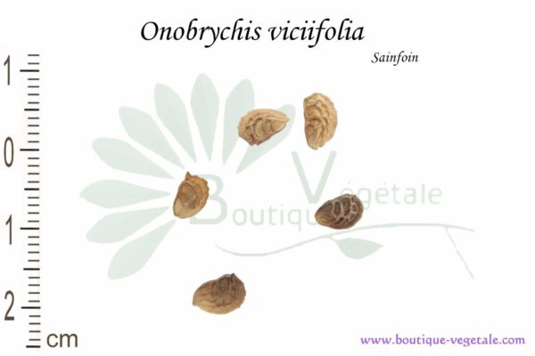 Graines d'Onobrychis viciifolia, Onobrychis viciifolia seeds