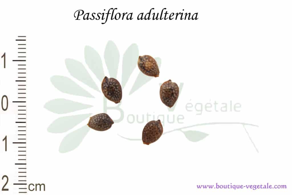 Graines de Passiflora adulterina, Passiflora adulterina seeds