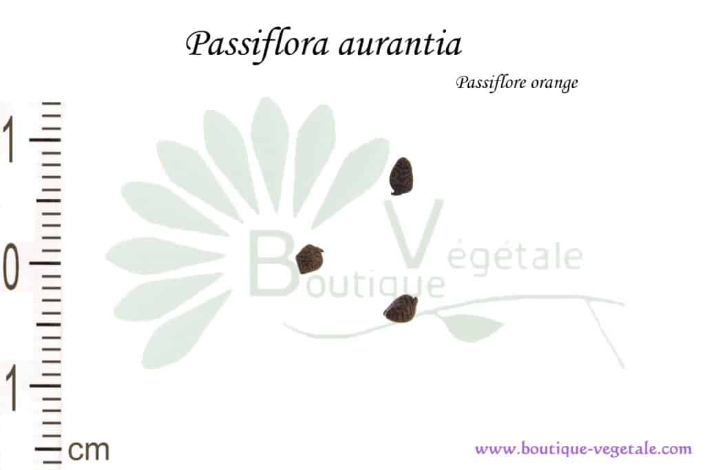 Graines de Passiflora aurantia, Passiflora aurantia seeds