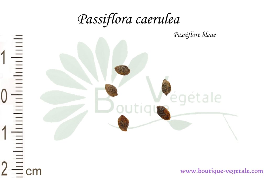 Graines de Passiflora caerulea, Passiflora caerulea seeds