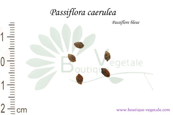 Graines de Passiflora caerulea