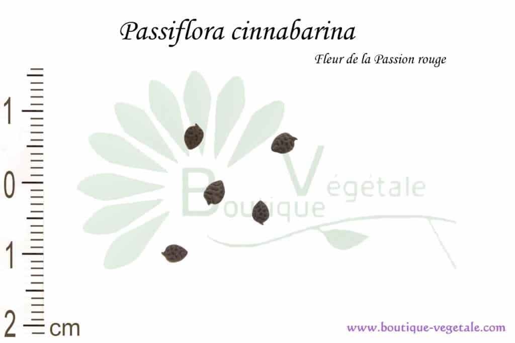 Graines de Passiflora cinnabarina, Passiflora cinnabarina seeds