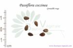Graines de Passiflora coccinea, Passiflora coccinea seeds