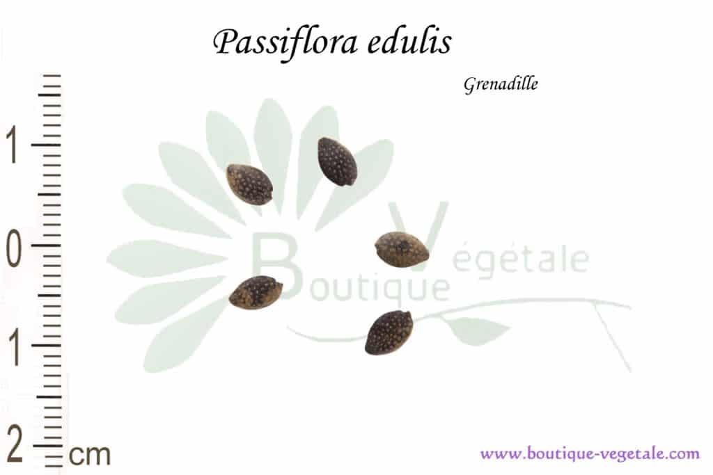Graines de Passiflora edulis, Passiflora edulis seeds