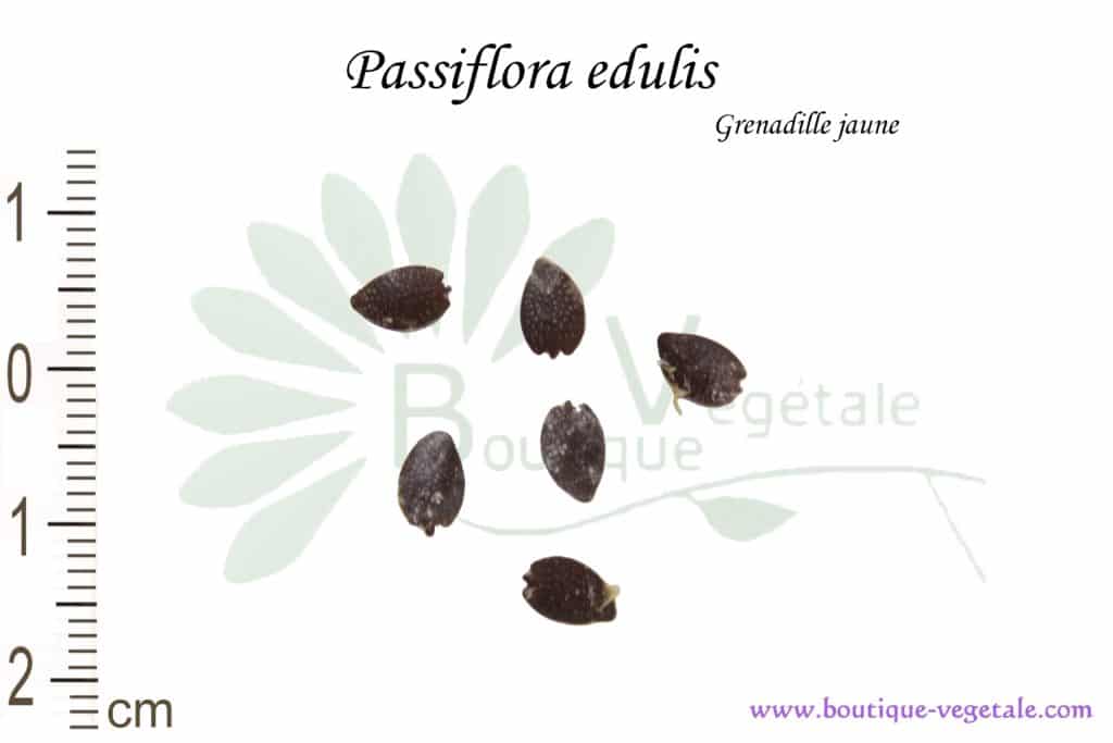 Graines de Passiflora edulis var. Flavicarpa , Passiflora edulis var. Flavicarpa seeds