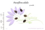 Graines de Passiflora edulis, Graines de Grenadille, Semences de Passiflora edulis